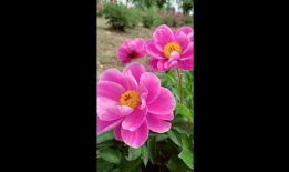 花的短视频,短视频捕捉的美丽瞬间